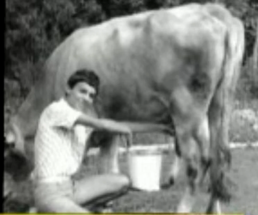 Mircea Badea mulge vaca