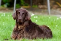 german longhaired pointer 782498 1280 jpg