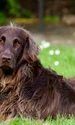 german longhaired pointer 782498 1280 jpg