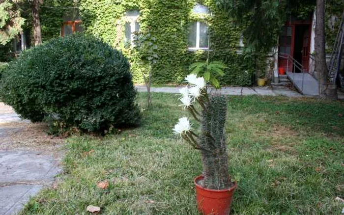 cactus