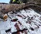 Intervenție la Sibiu din cauza vremii extreme - vântul a smuls copacii din rădăcini Sursă ISU Sibiu