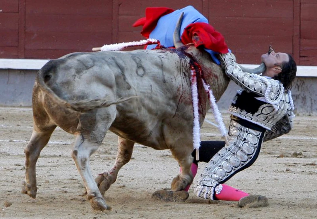 Matadorul Julio Aparicio a fost rănit grav de un taur în timpul unei coride desfăşurate la Madrid, 21 mai. Coarnele animalului i-au străpuns gâtul. Toreadorul a fost operat şi a scăpat cu viaţă (Foto AP / Domingo Botan)