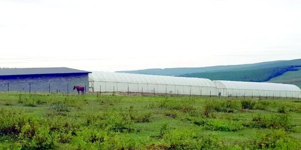cultură canabis Iaşi