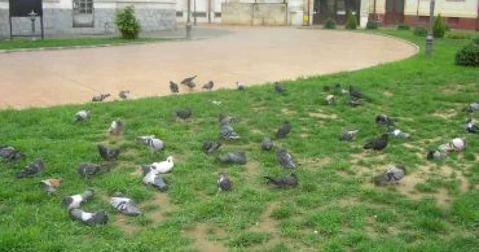 Pormbeii vor avea un nou loc de antrenament (Foto arhivă)