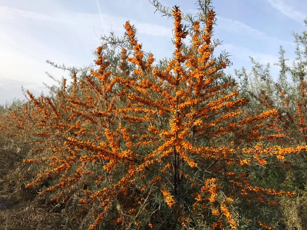 Fraţii Drăghici au dat lovitura cu plantaţia de cătină bio din comuna Ileana FOTO Arh.pers.Adrian Drăghici