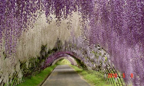 historia ro undefined jpeg