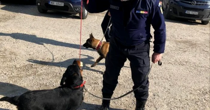 Jandarmeria Argeş şi-a întărit dispozitivul cu două exemplare de rottweiler şi un exemplar de ciobănesc belgian