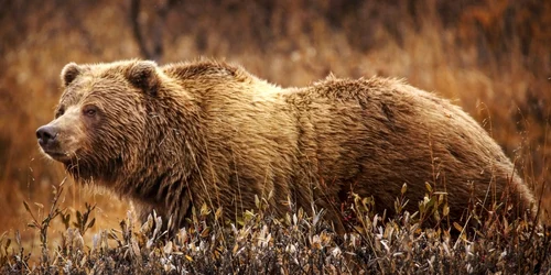 urs grizzly foto wikipedia