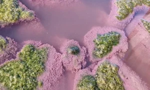 lacul techirghiol apa roz explicatie fenomen constanta 775659 webp