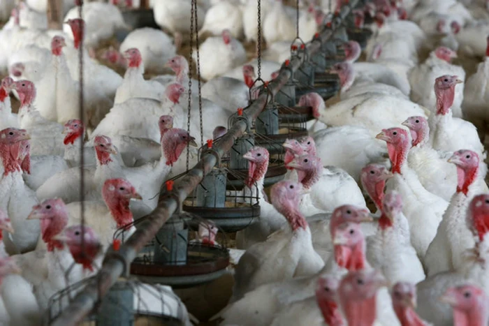La ferma de curcani din Codlea nu s-au găsit nereguli.FOTOArhivă.