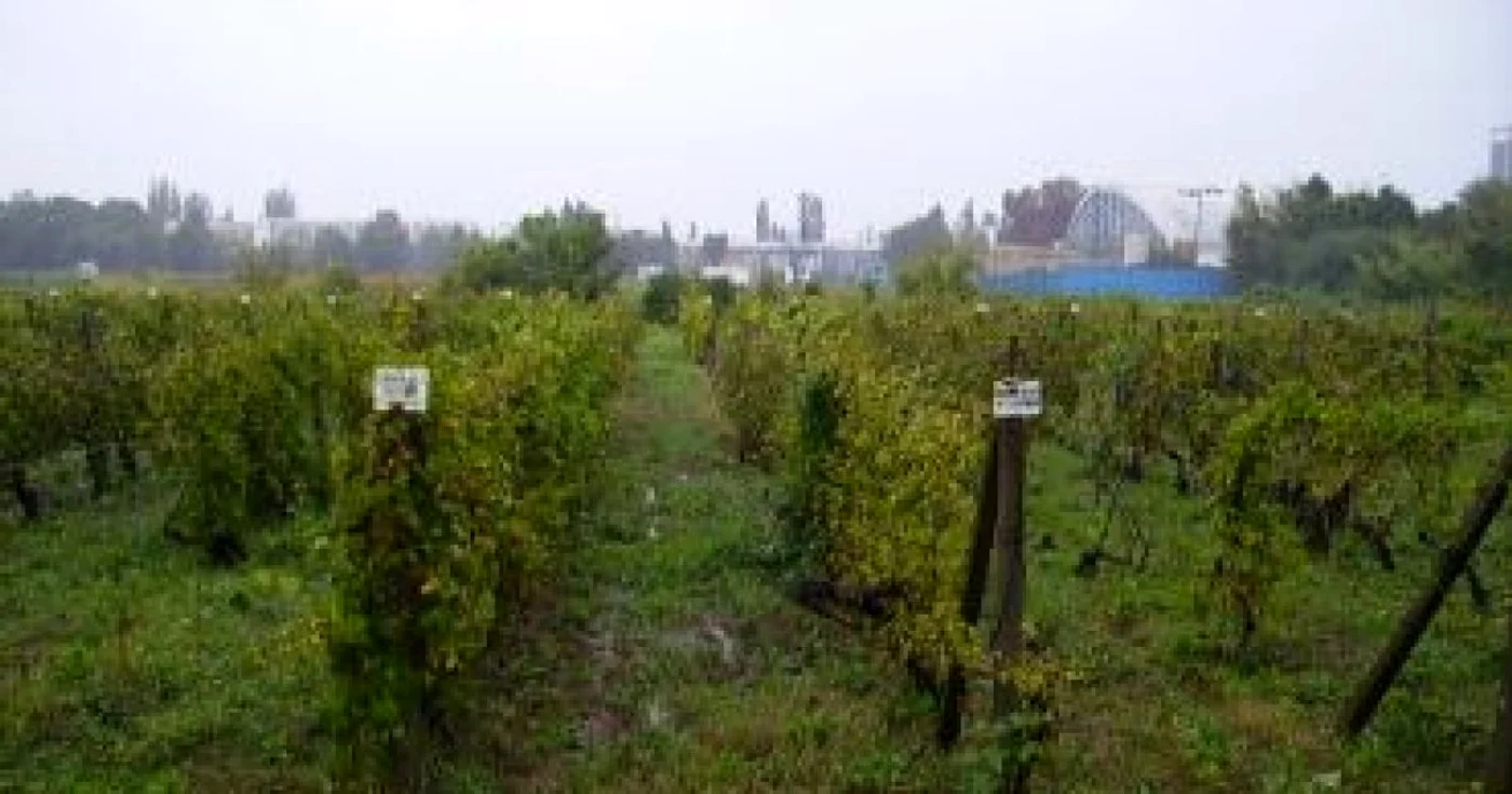 Ploieşti: Vinul de la Valea Călugărească nu se mai vinde