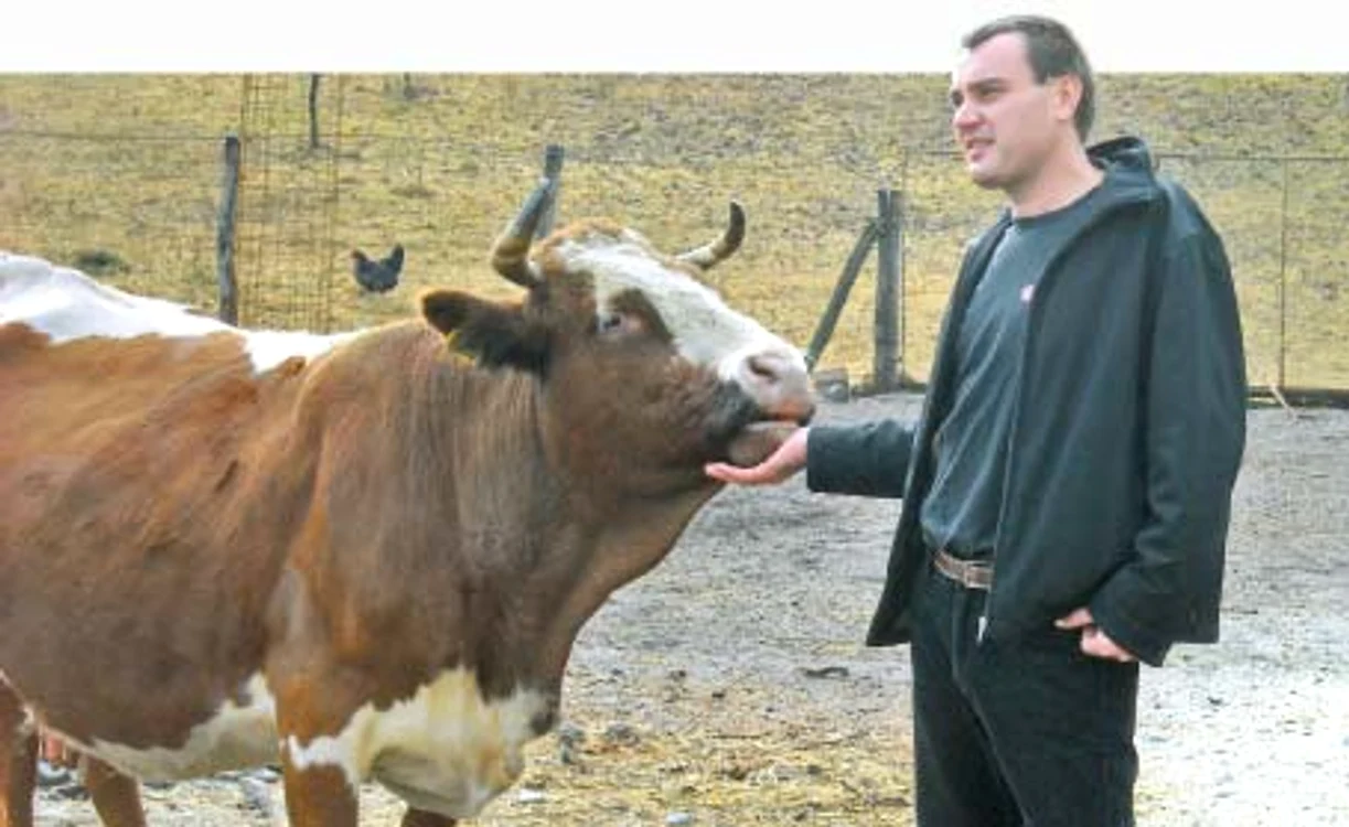 Gabriel Brebenar rezistă prin cultură, dar nu ar putea fără vaca sa, Steluţa