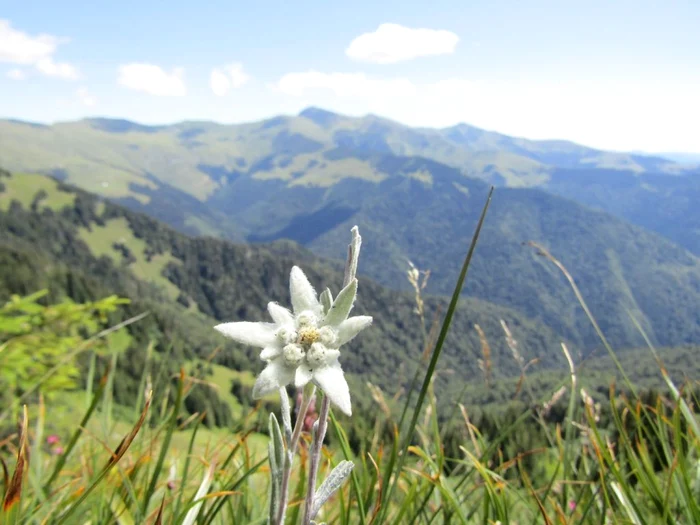 Floarea de colţ este simbol naţional în mai multe ţări FOTO Timponline.ro