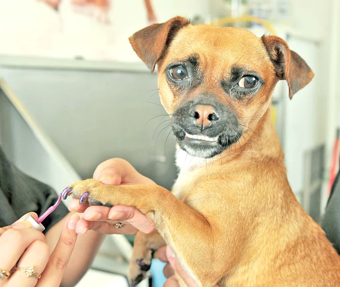 “Cu manichiura făcută o să mă placă toţi dulăii”