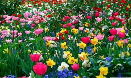 1 80082 original jpg jpeg