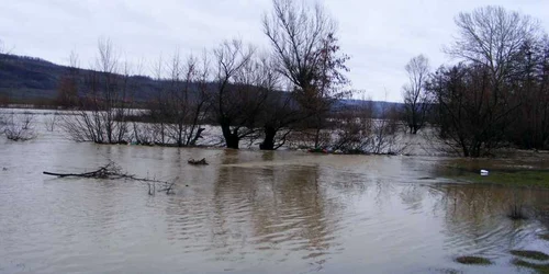 cod galben mehedinti