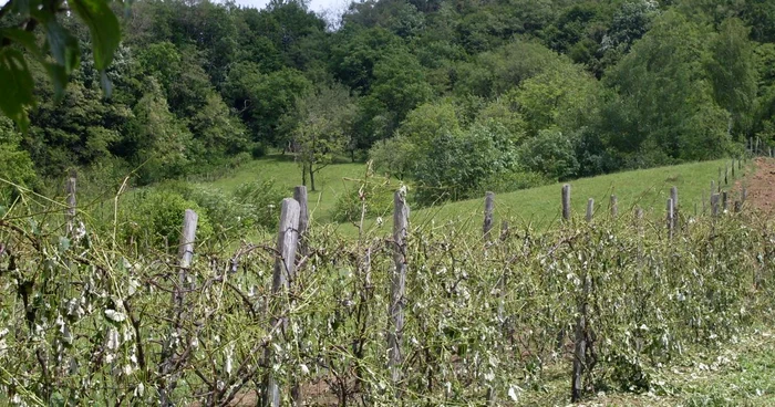 În total, au fost compromise peste 800 de hectare de culturi FOTO: Adevărul