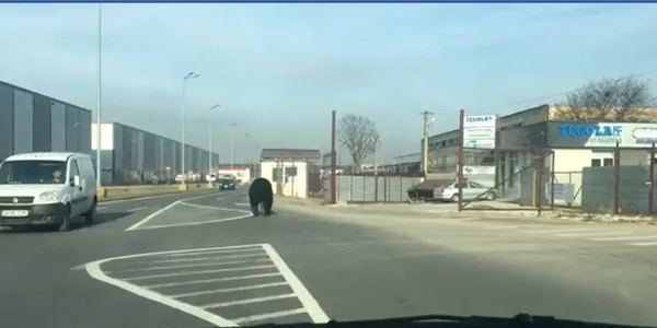 urs filmat la brasov captura video