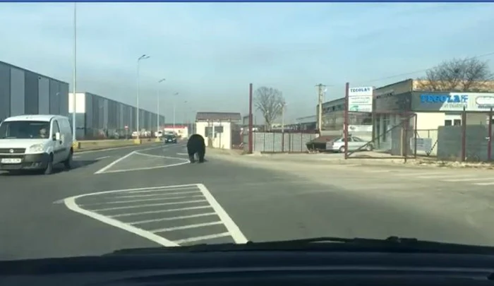 Urs filmat în Brașov. FOTO captură video