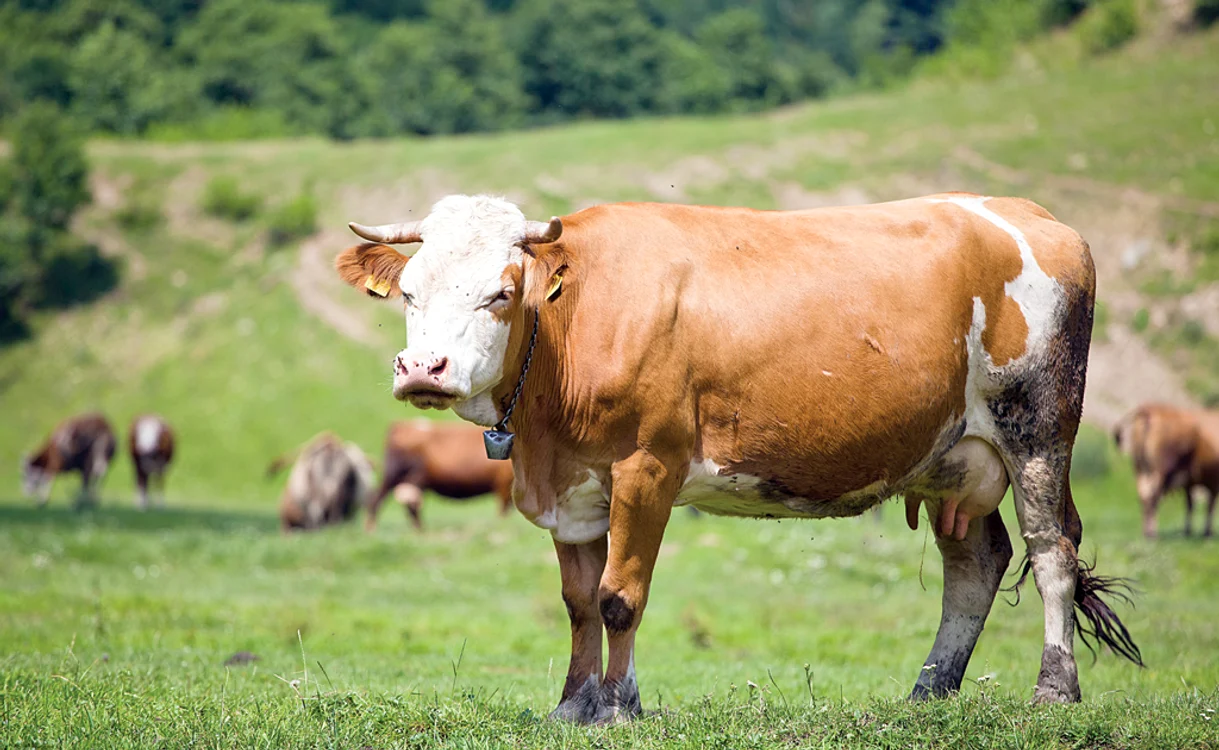 
    Văcuţele îi ajută pe săteni să supravieţuiască în una dintre cele mai sărace zone ale ţării  