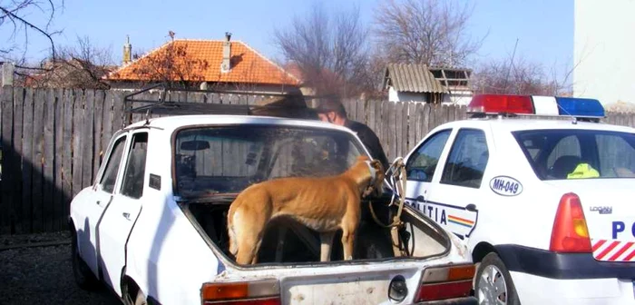 Şoferul transporta şi doi câini din rasa ogar.