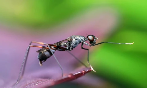 1 75445 original jpg jpeg