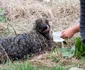 echipe de intervenţie câini smoală Timişoara groapă FOTO Inquam Photos Cornel Putan