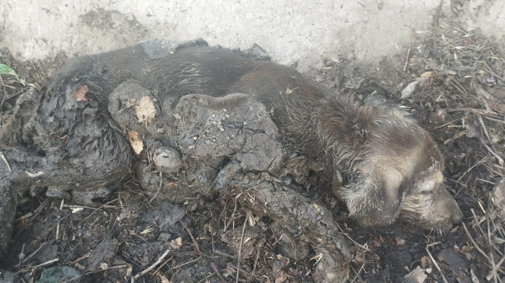 Cățelușă înecată în smoală sub un pod. Doi copii i-au auzit plânsetul și au chemat ajutoare 