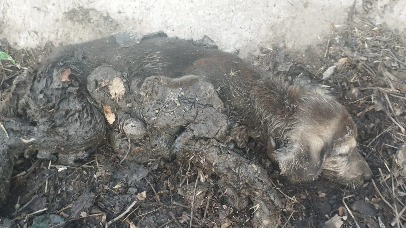 Cățelușa era captivă în smoală FOTO: Ajutați-l pe Lăbuș