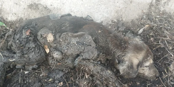 smoala catelusa jpg