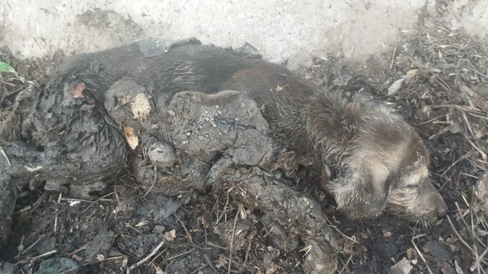 Cățelușa era captivă în smoală FOTO: Ajutați-l pe Lăbuș