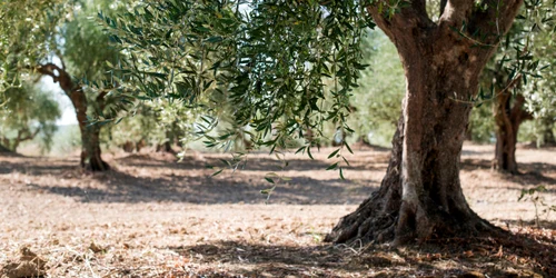 livada maslini shutterstock 1550869763 jpg