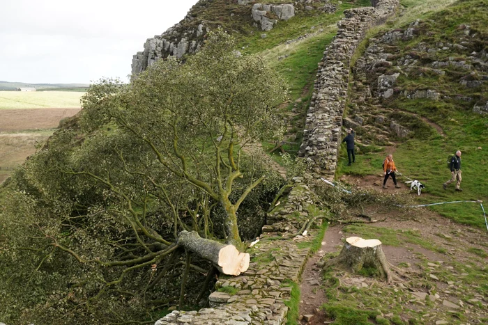 Arțarul din Sycamore Gap, tăiat cu o drujbă. Septembrie 2023