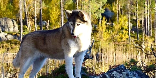 caine husky foto wikipedia