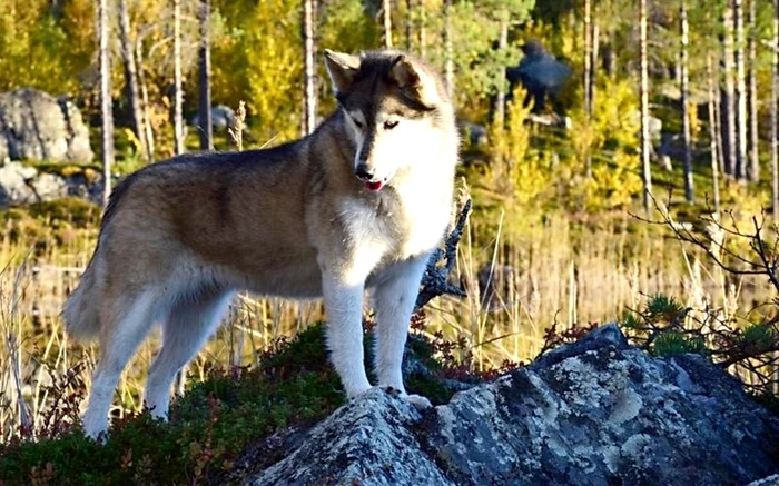 Câine Husky. Foto: Wikipedia.