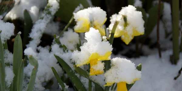 meteo flori primavara foto pixabay