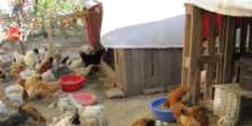 Femeia care a batut un batran caruia i-a furat gainile, a fost arestata