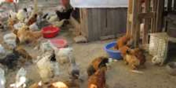 Femeia care a batut un batran caruia i-a furat gainile, a fost arestata