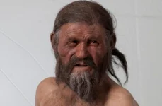 Ce a mâncat Ötzi, Omul Ghețurilor, la ultima sa masă jpeg