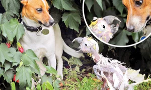 CLIIMA20100118 0131 1 jpeg