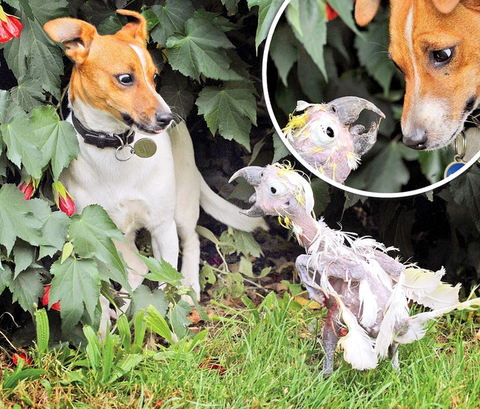 "Te fac praf dacă te mai dai la mine"