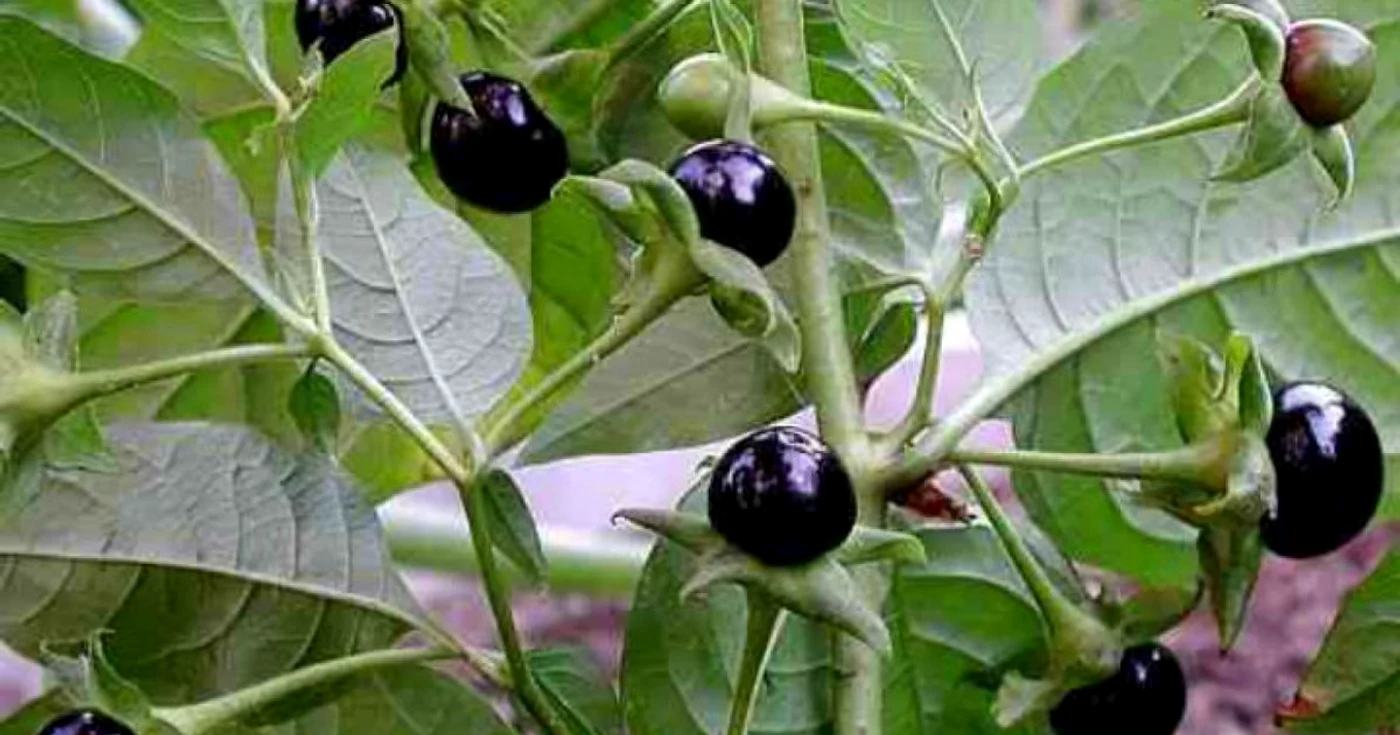 calarasi plante