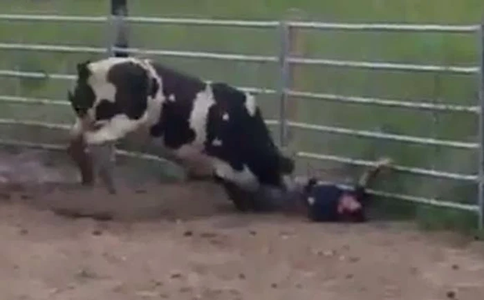 
    Nu a avut nicio şansă în faţa taurului fioros  