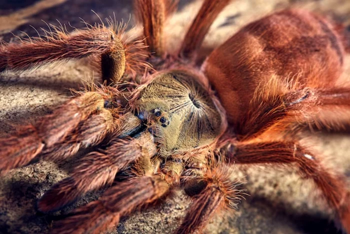 Tarantulele evită conflictul cu oamenii. / foto: freepik.com