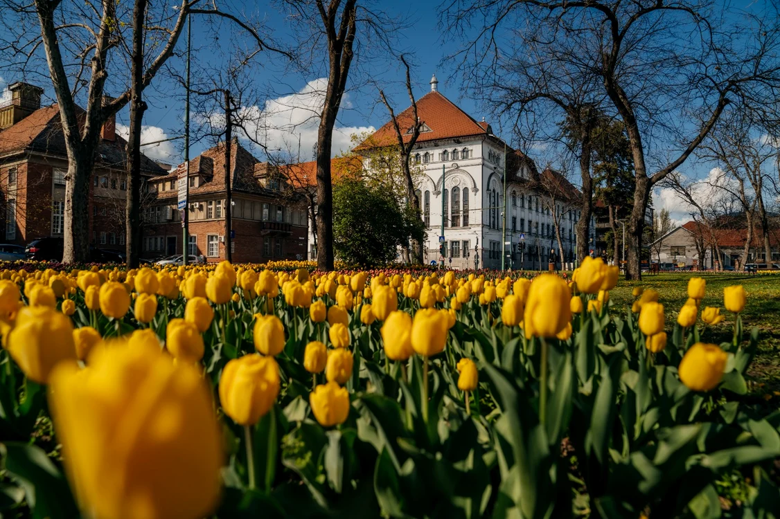 Simfonia florilor în Parcul Justiției FOTO PMT