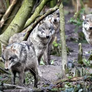 Screenshot 2026 03 28 131709 jpg