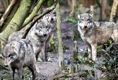 Screenshot 2026 03 28 131709 jpg