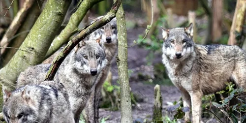 Screenshot 2026 03 28 131709 jpg