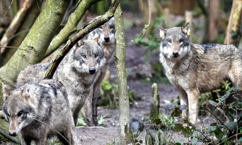 Screenshot 2026 03 28 131709 jpg