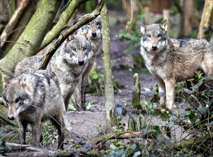 Haita de lupi FOTO: Wildwood Trust